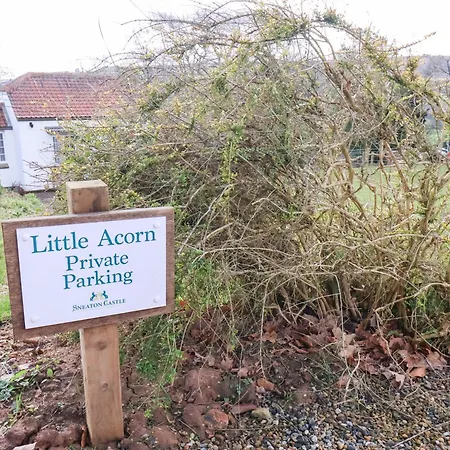 Little Acorn